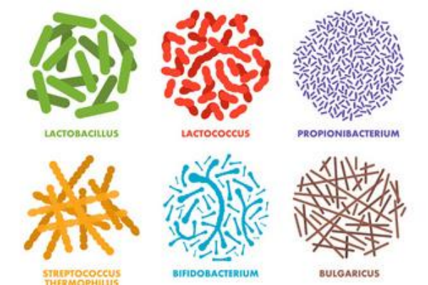 益生菌有哪些菌粉品牌？益生菌菌粉生产企业一览