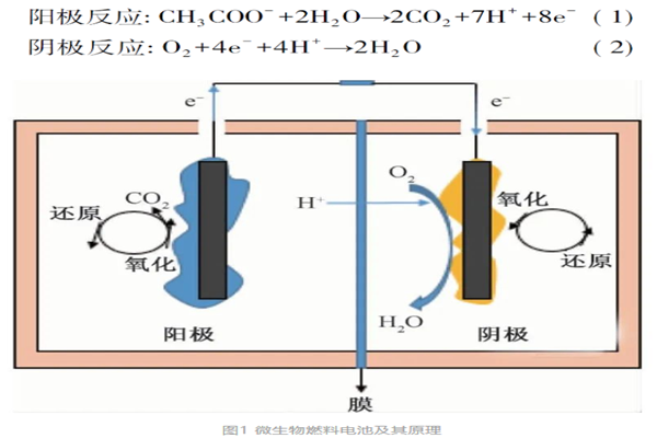 微生物燃料电池原理与应用介绍