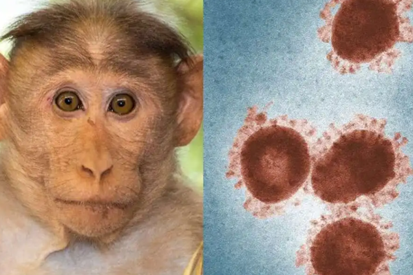 多国报告出现的猴痘是什么疾病？人类首次发现猴痘是在哪里？