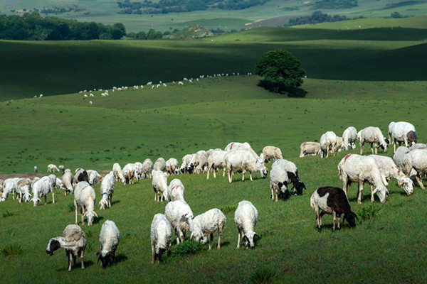 羊群行为有哪些特点？投资者羊群行为的主要特点介绍