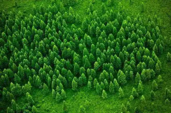 林业碳汇（林业碳汇项目）