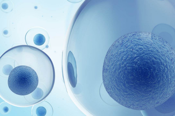 什么是干细胞疗法？用来治疗哪些疾病？与体细胞的区别介绍