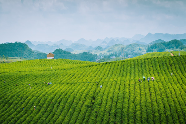 茶叶市场空间分析，与杂粮产业对比一览