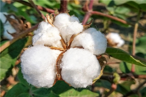 2021年中国棉花产量，历年棉花产量数据