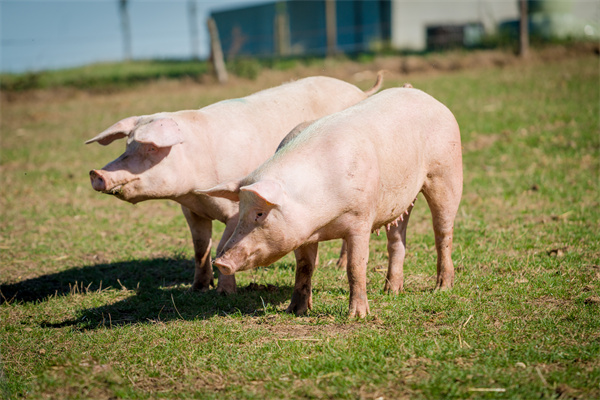 摩根士丹利(Morgan Stanley)：中国农业-生猪和饲料市场分析报告.pdf(附下载)
