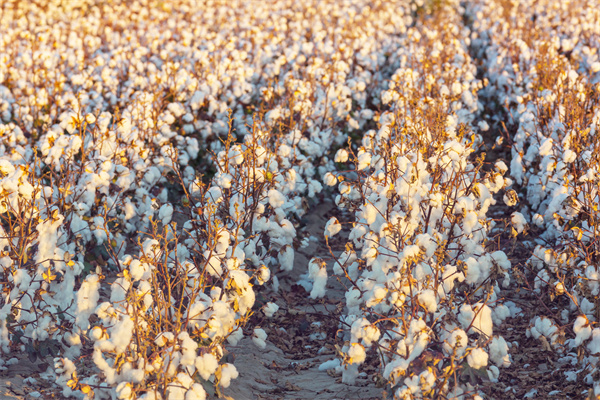 联合国粮农组织(FAO)：世界棉花市场的近期趋势和前景及政策发展报告.pdf(附下载)