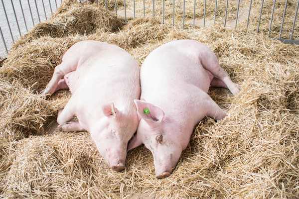 国家生猪养殖政策有哪些？2022生猪养殖政策梳理